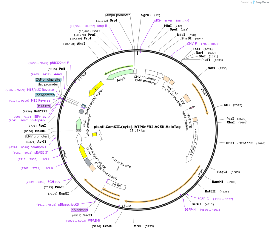 209726-plasmid-map-sequence-id-414452