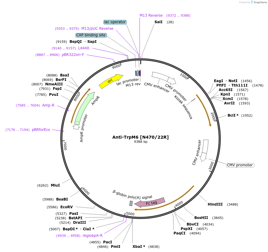 206596-plasmid-map-sequence-id-414461