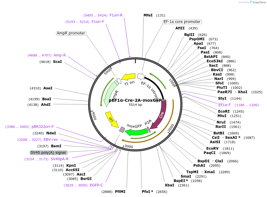 207744-plasmid-map-sequence-id-414467