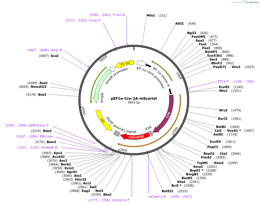 207745-plasmid-map-sequence-id-414475