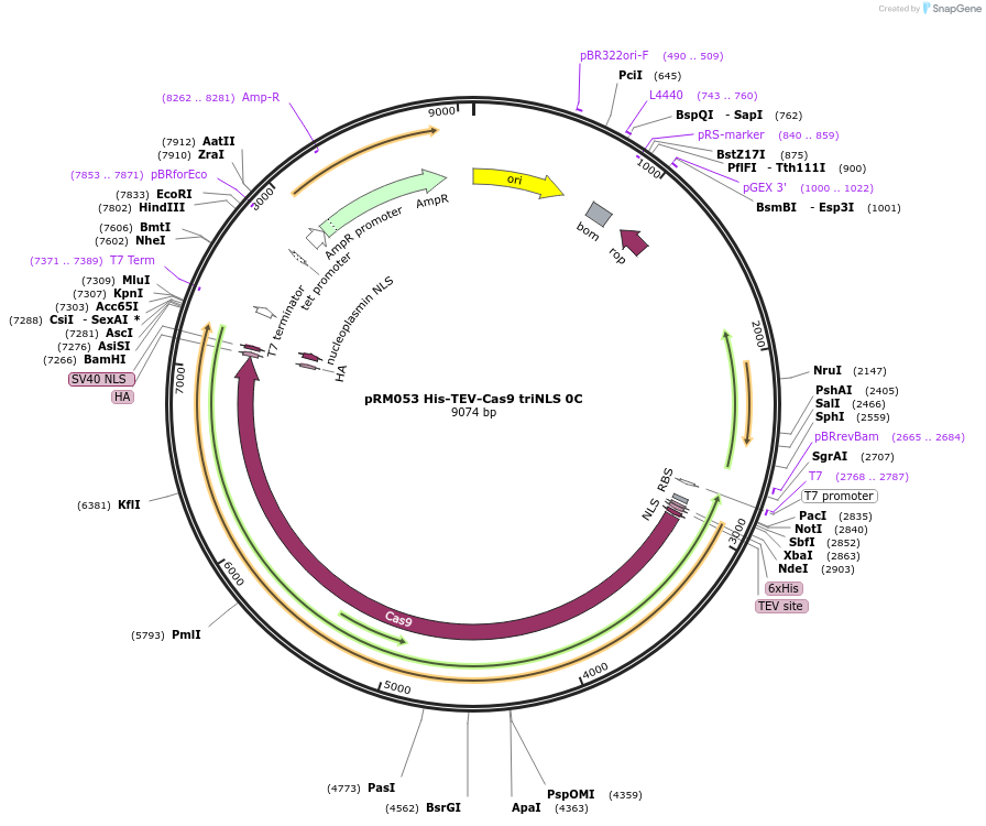 196244-plasmid-map-sequence-id-414476