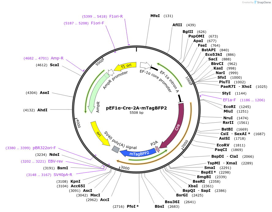 207746-plasmid-map-sequence-id-414477