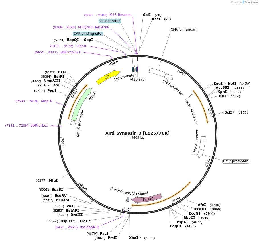 206608-plasmid-map-sequence-id-414483
