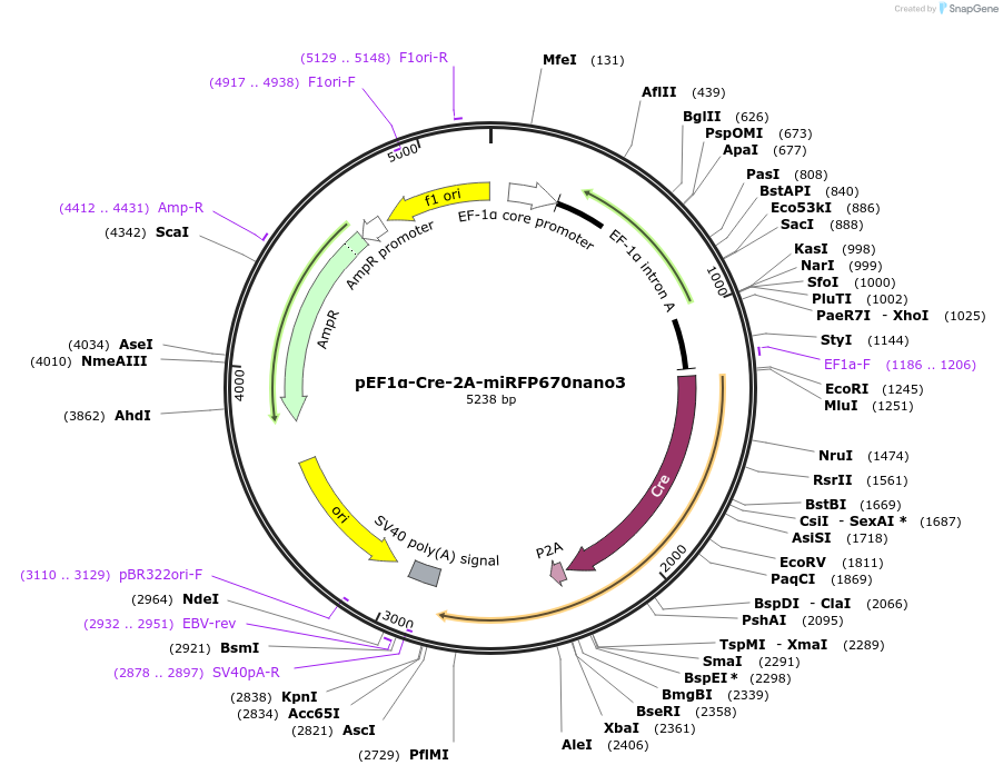 207747-plasmid-map-sequence-id-414488
