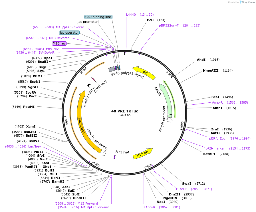 206159-plasmid-map-sequence-id-414736
