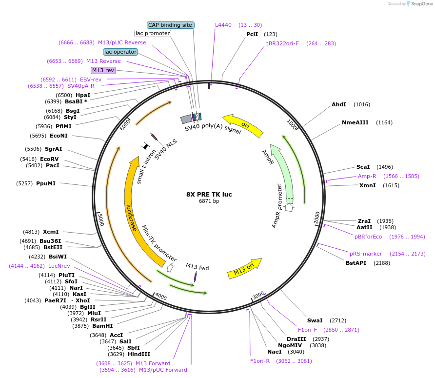 206161-plasmid-map-sequence-id-414738