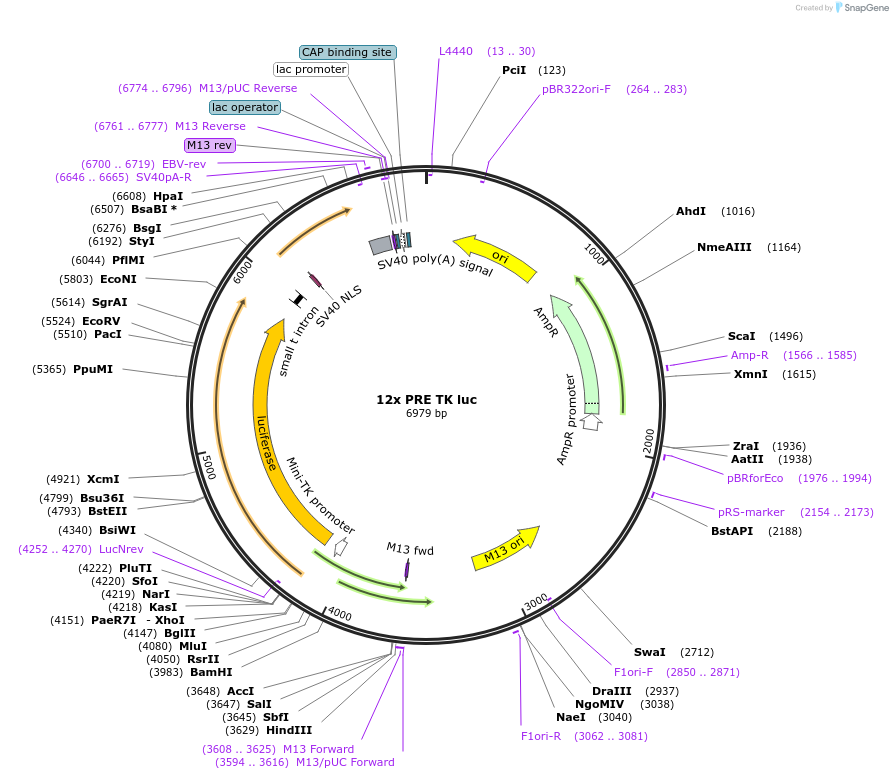 206163-plasmid-map-sequence-id-414740