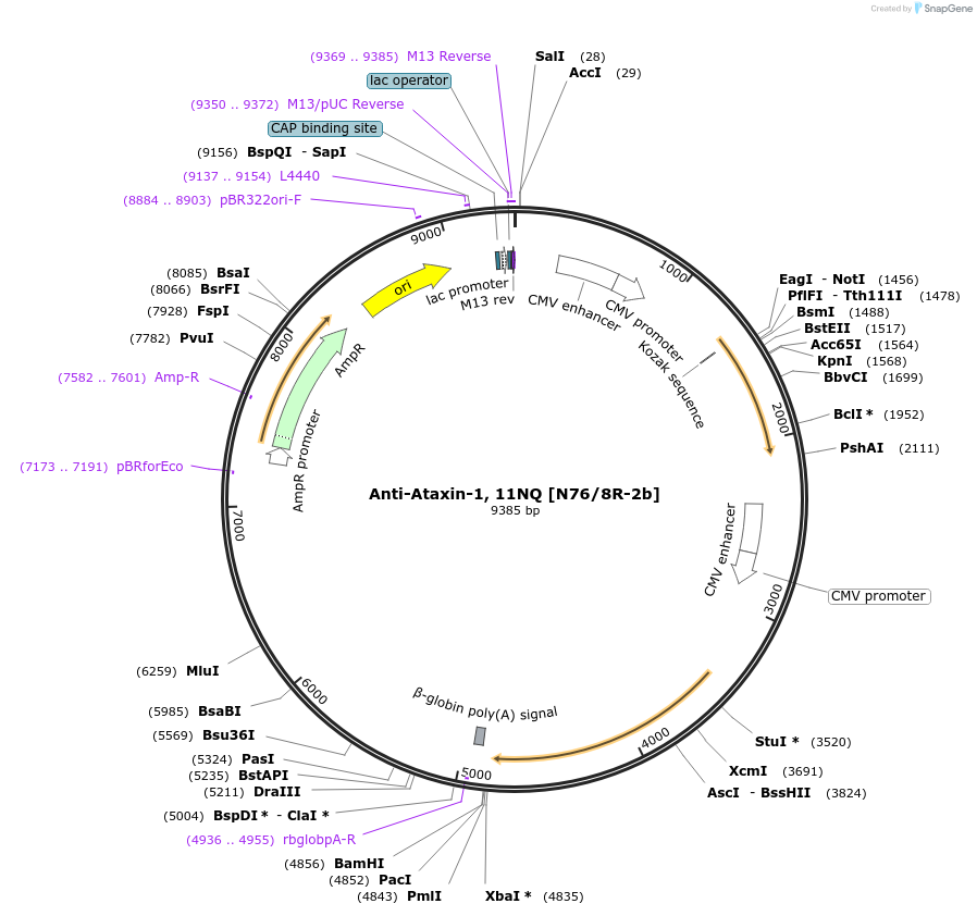 206678-plasmid-map-sequence-id-414747