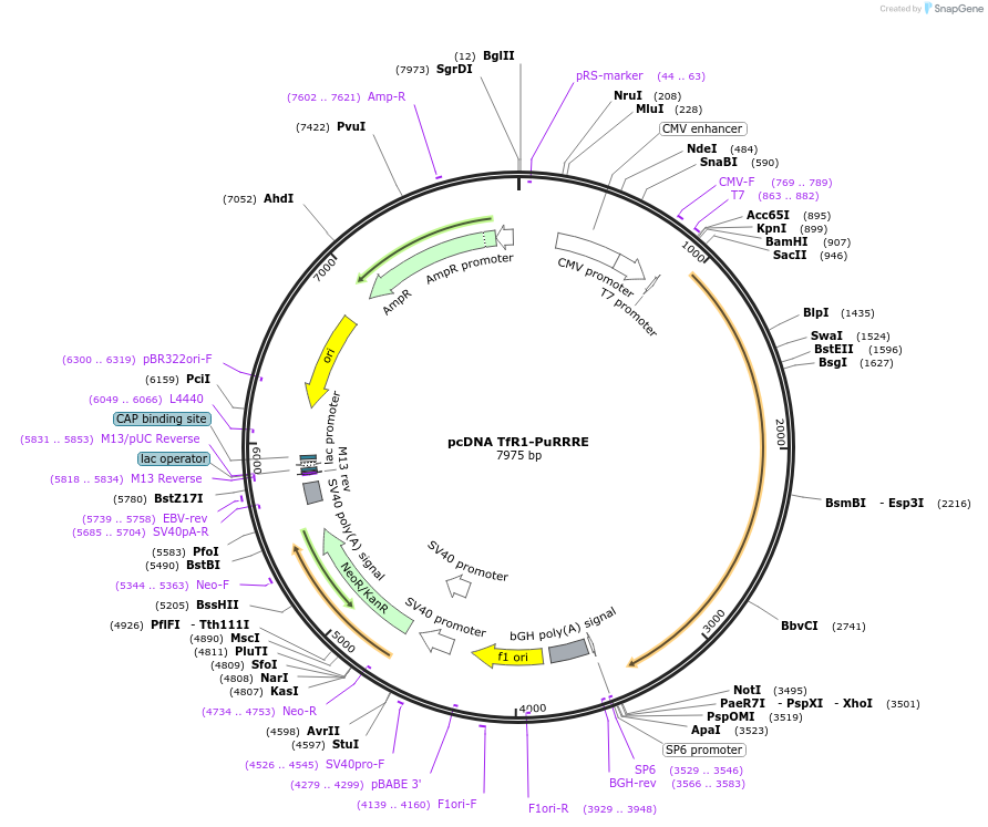 208327-plasmid-map-sequence-id-414752