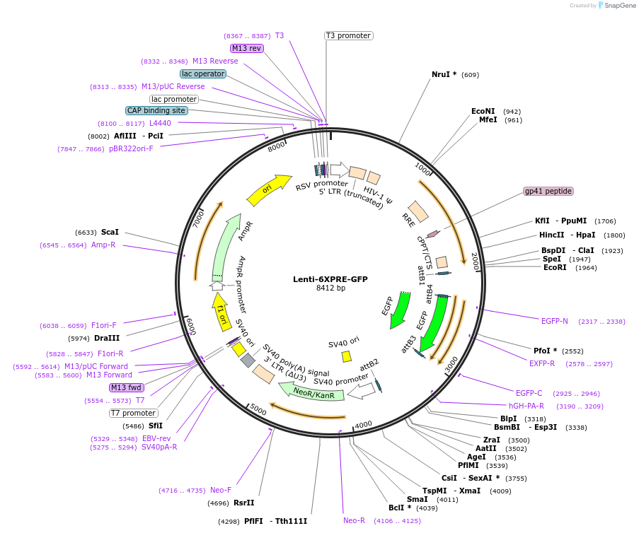 206171-plasmid-map-sequence-id-414757
