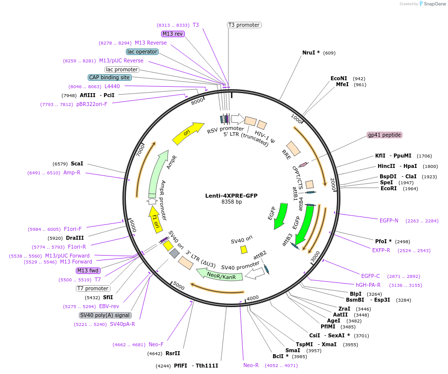 206170-plasmid-map-sequence-id-414758