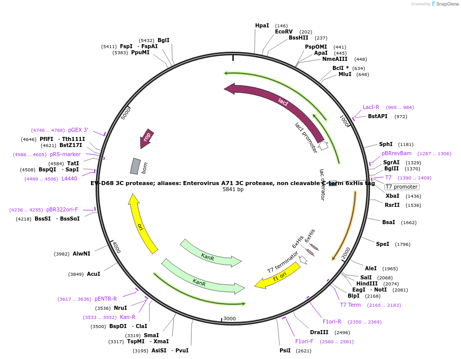 204817-plasmid-map-sequence-id-414762