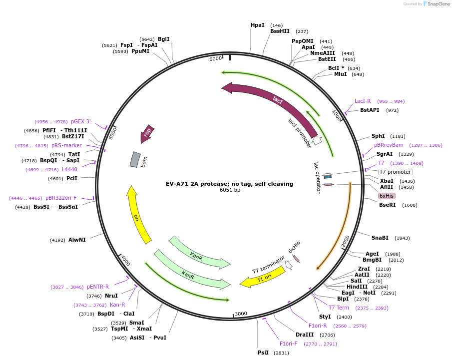 204813-plasmid-map-sequence-id-414763