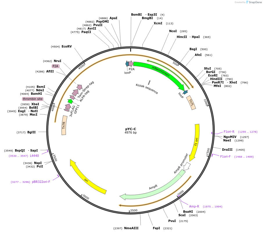 207114-plasmid-map-sequence-id-414780