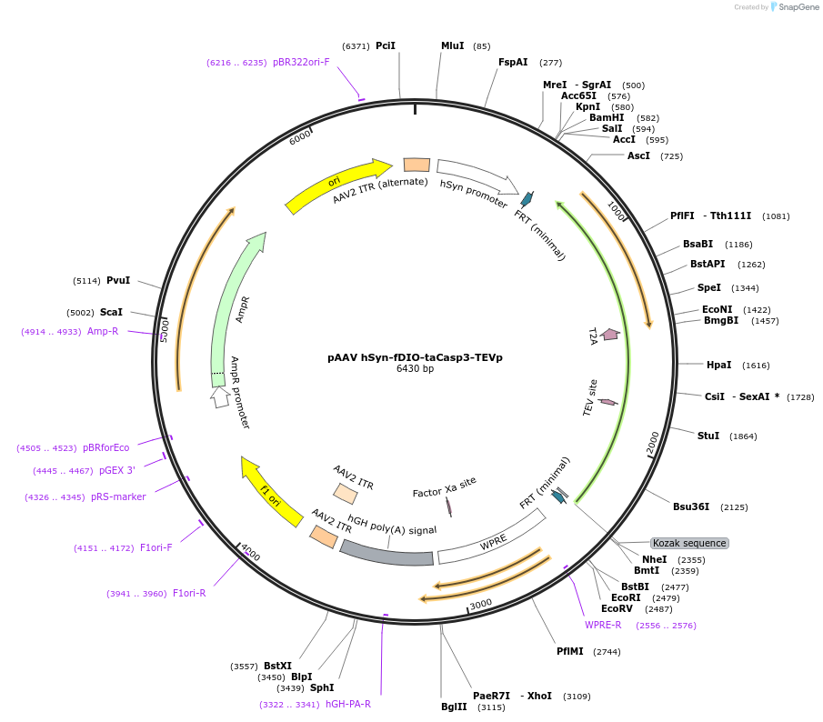 207997-plasmid-map-sequence-id-414781
