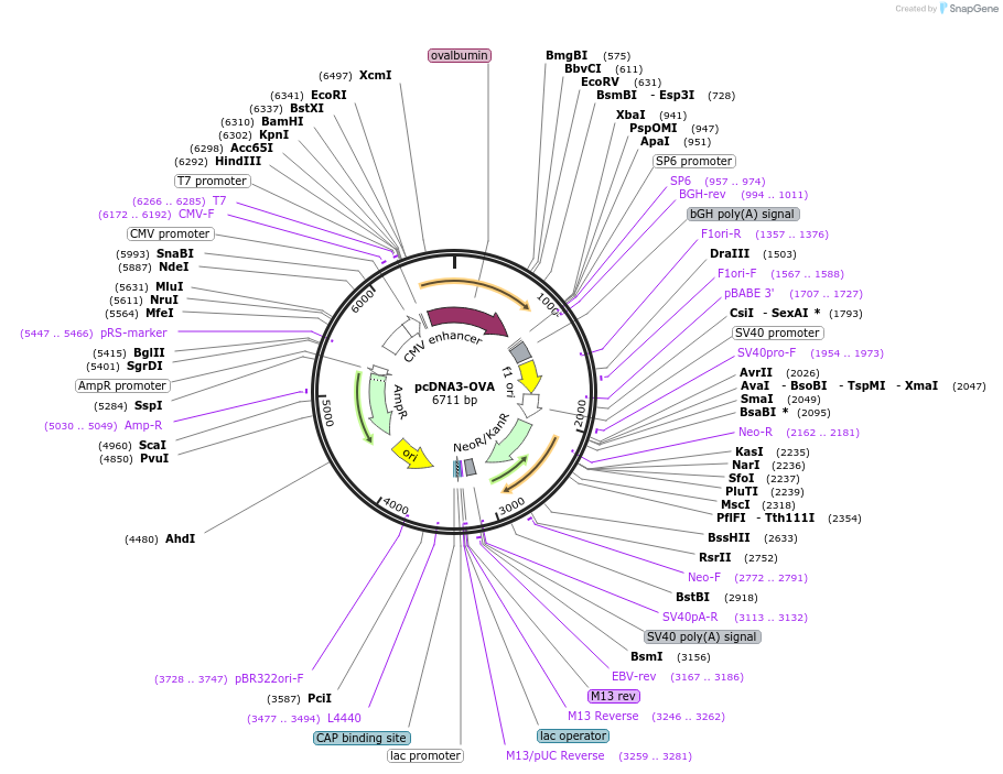 64599-plasmid-map-sequence-id-414794