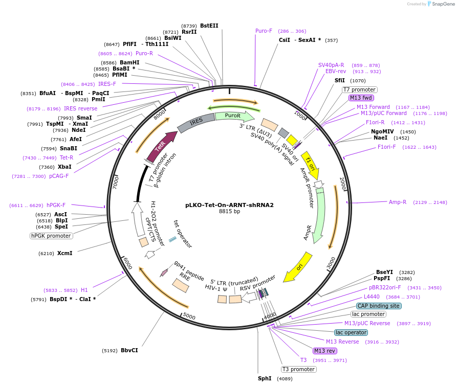 166911-plasmid-map-sequence-id-414797
