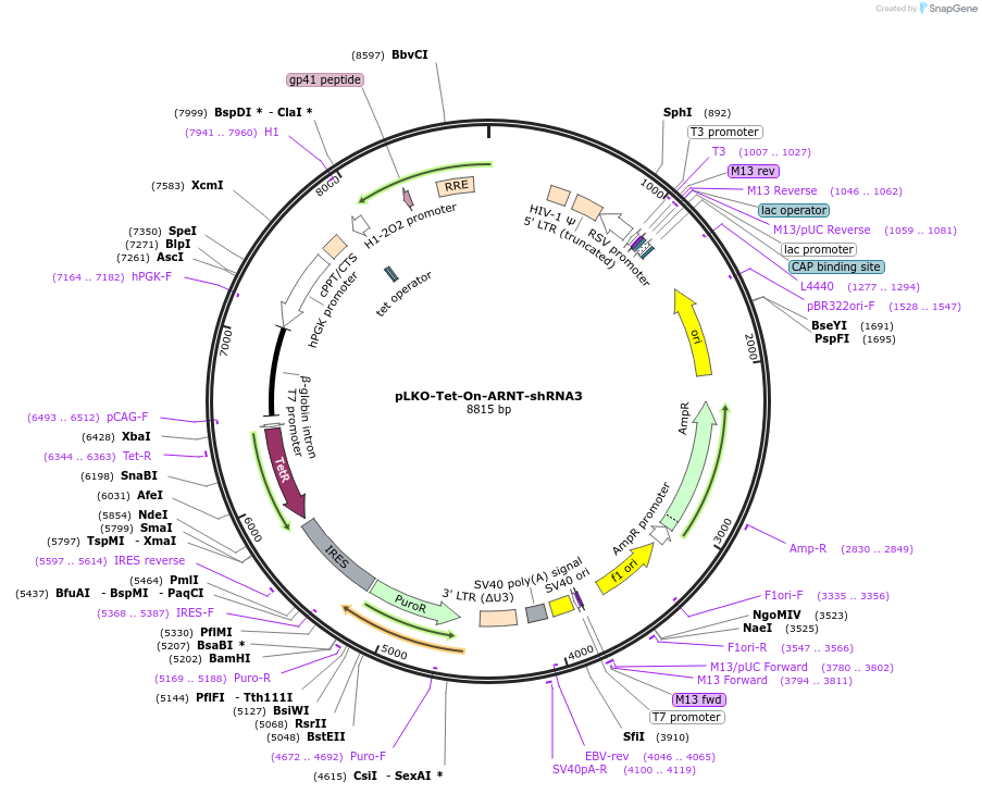 166912-plasmid-map-sequence-id-414799