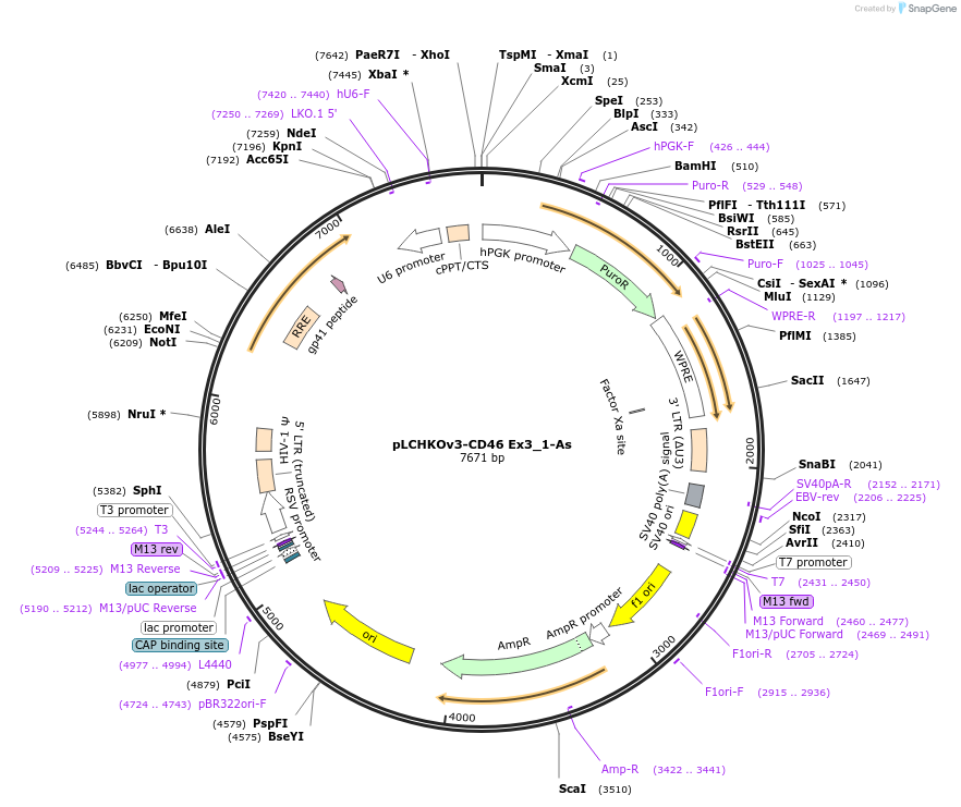 209031-plasmid-map-sequence-id-414800