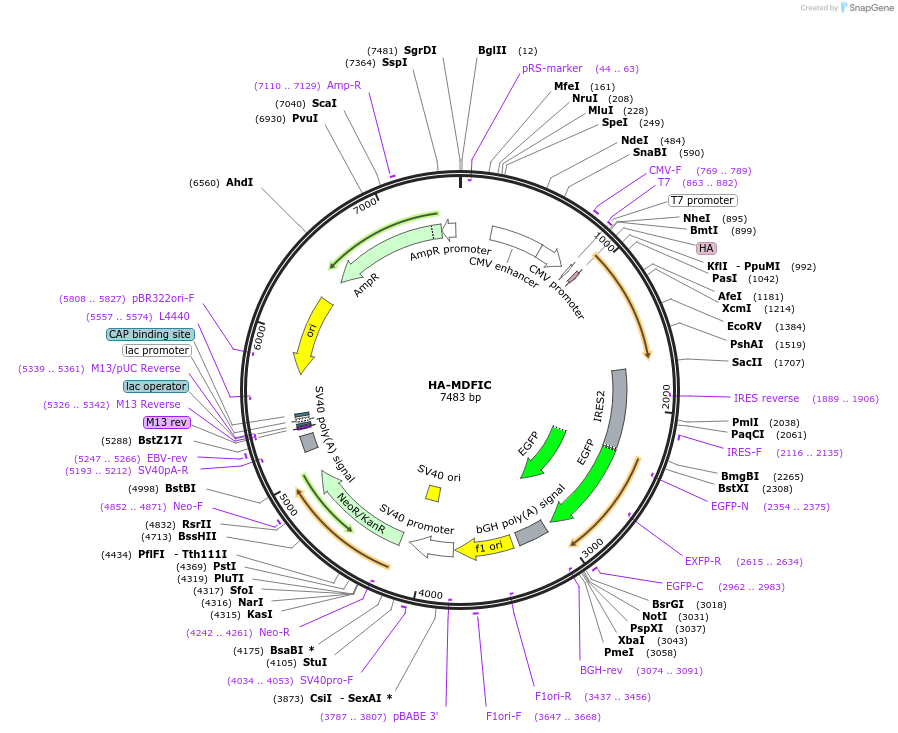 207835-plasmid-map-sequence-id-414805