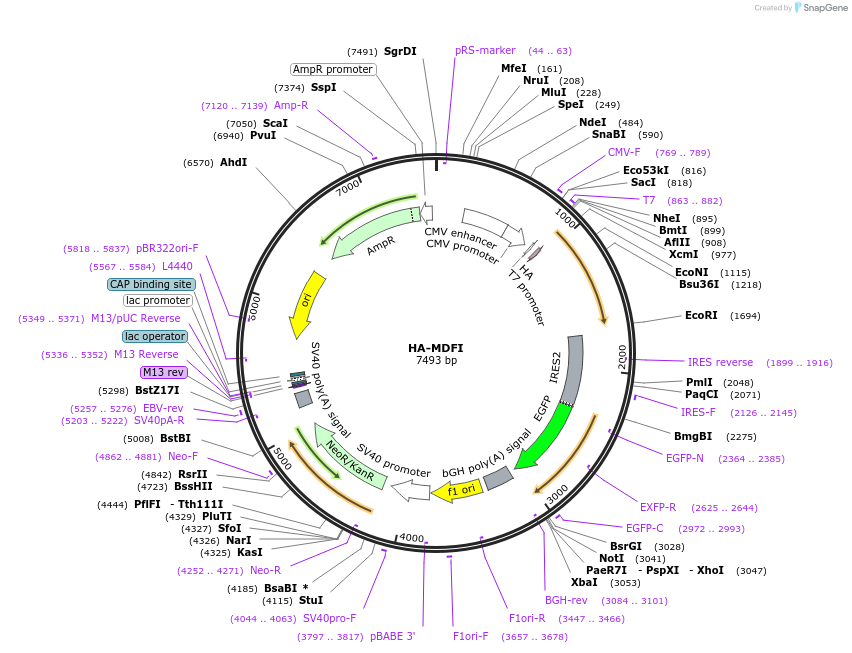 207836-plasmid-map-sequence-id-414808