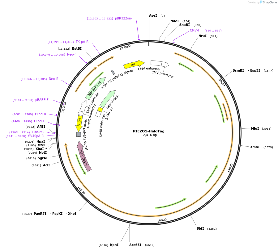 207834-plasmid-map-sequence-id-414810