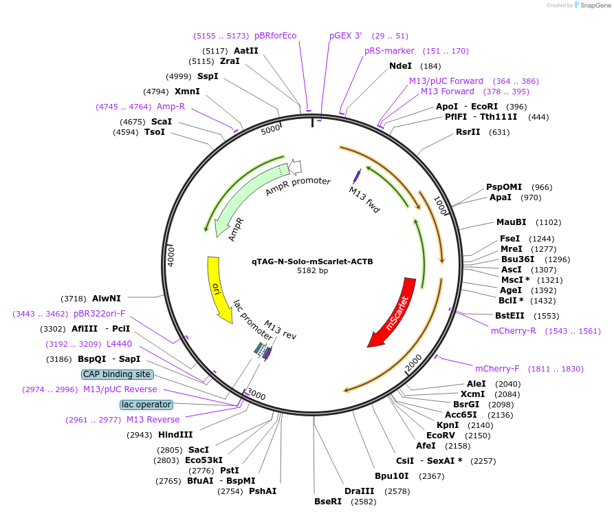 207750-plasmid-map-sequence-id-414814