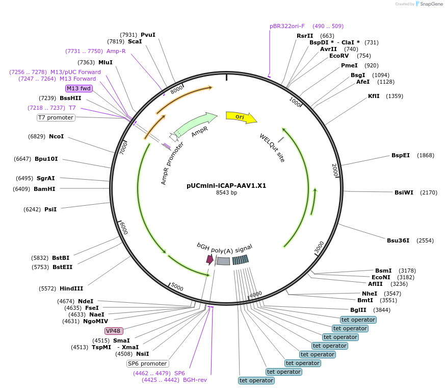 209780-plasmid-map-sequence-id-414815