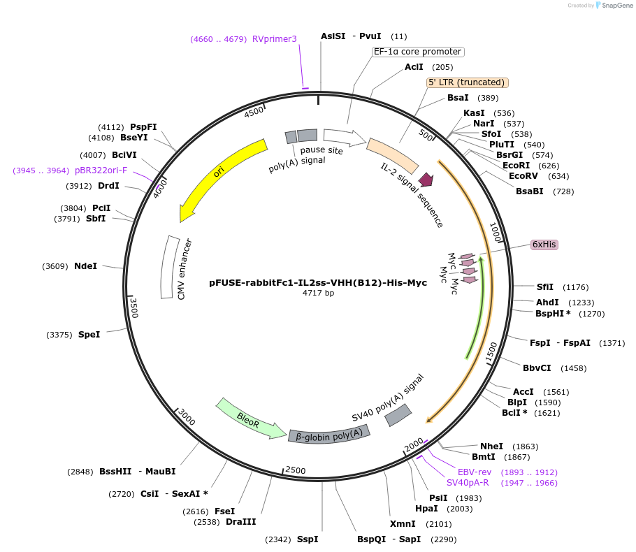 209837-plasmid-map-sequence-id-414818