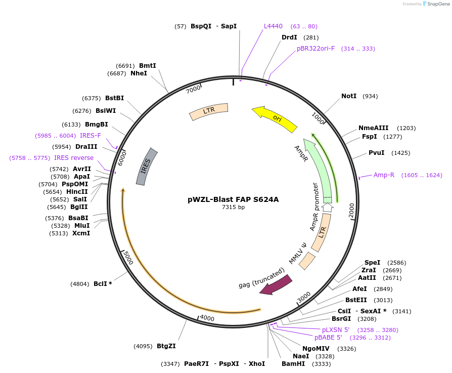 207402-plasmid-map-sequence-id-414821