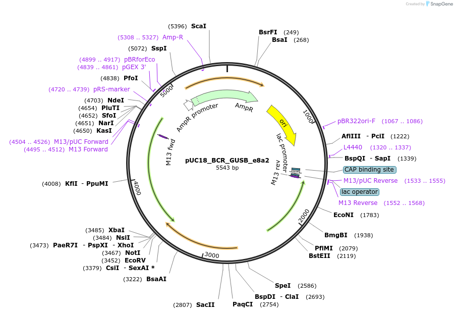 190883-plasmid-map-sequence-id-414822
