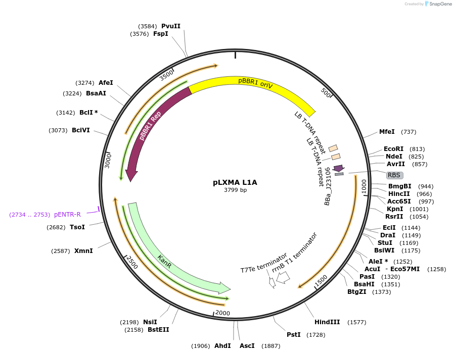 153347-plasmid-map-sequence-id-414833
