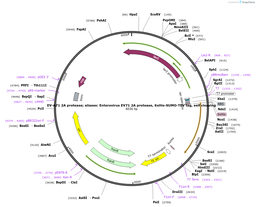 204810-plasmid-map-sequence-id-414876
