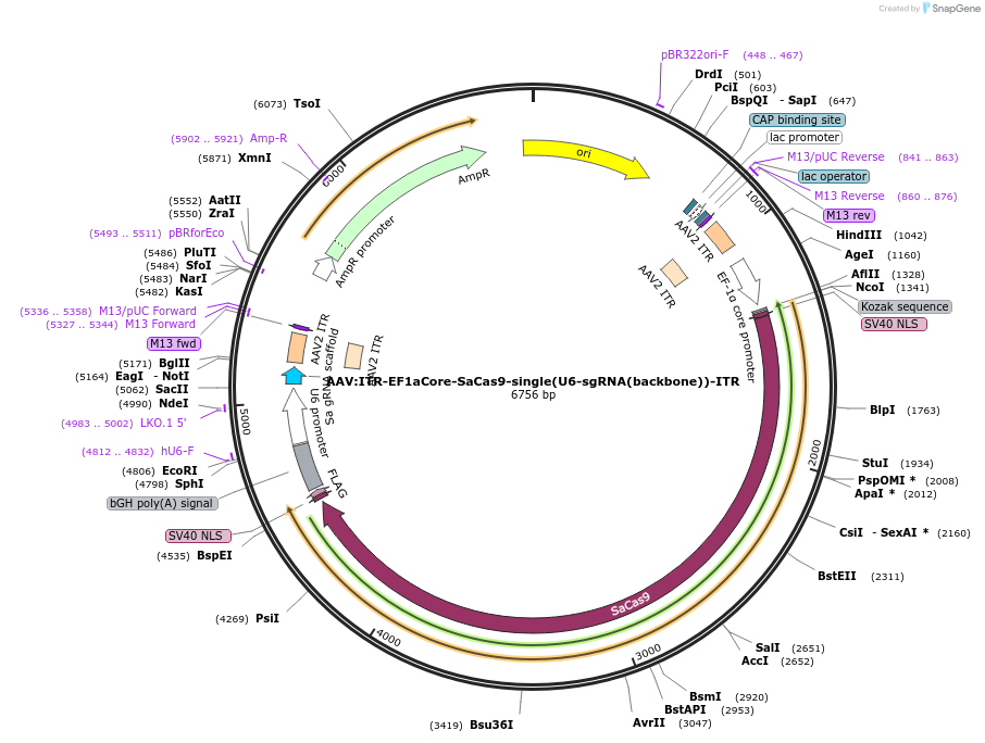 207880-plasmid-map-sequence-id-414879