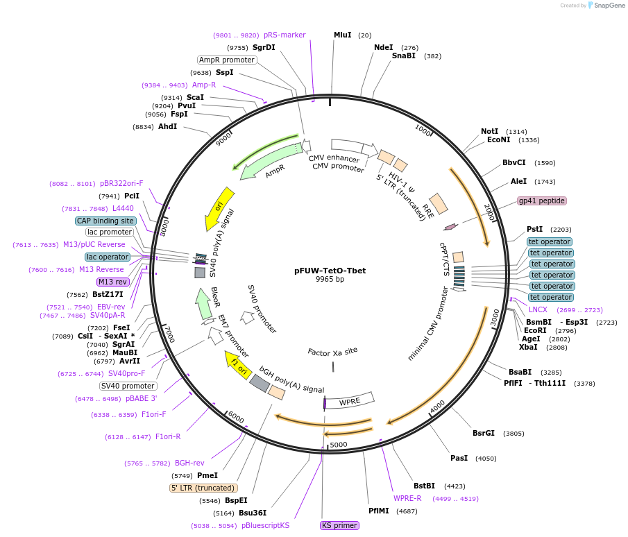 207233-plasmid-map-sequence-id-414882