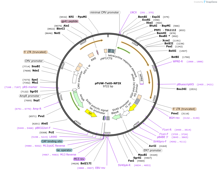 207192-plasmid-map-sequence-id-414889