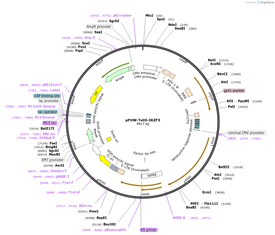 207217-plasmid-map-sequence-id-414894