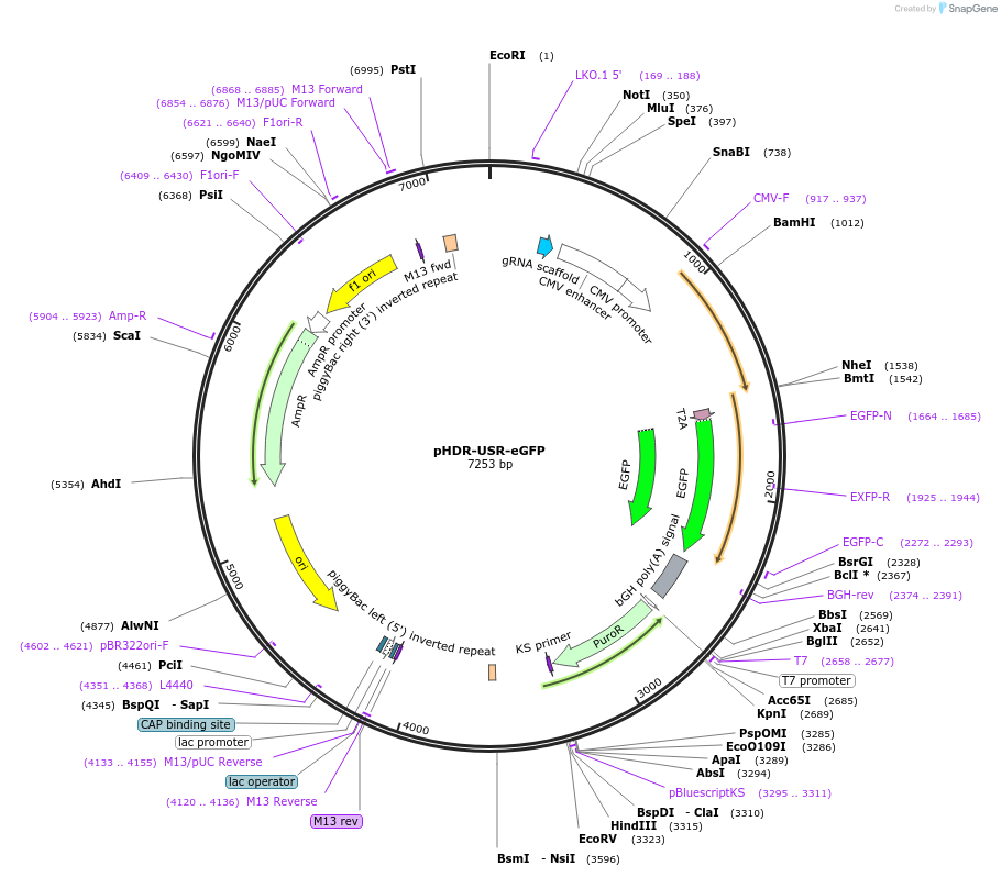 208830-plasmid-map-sequence-id-414896