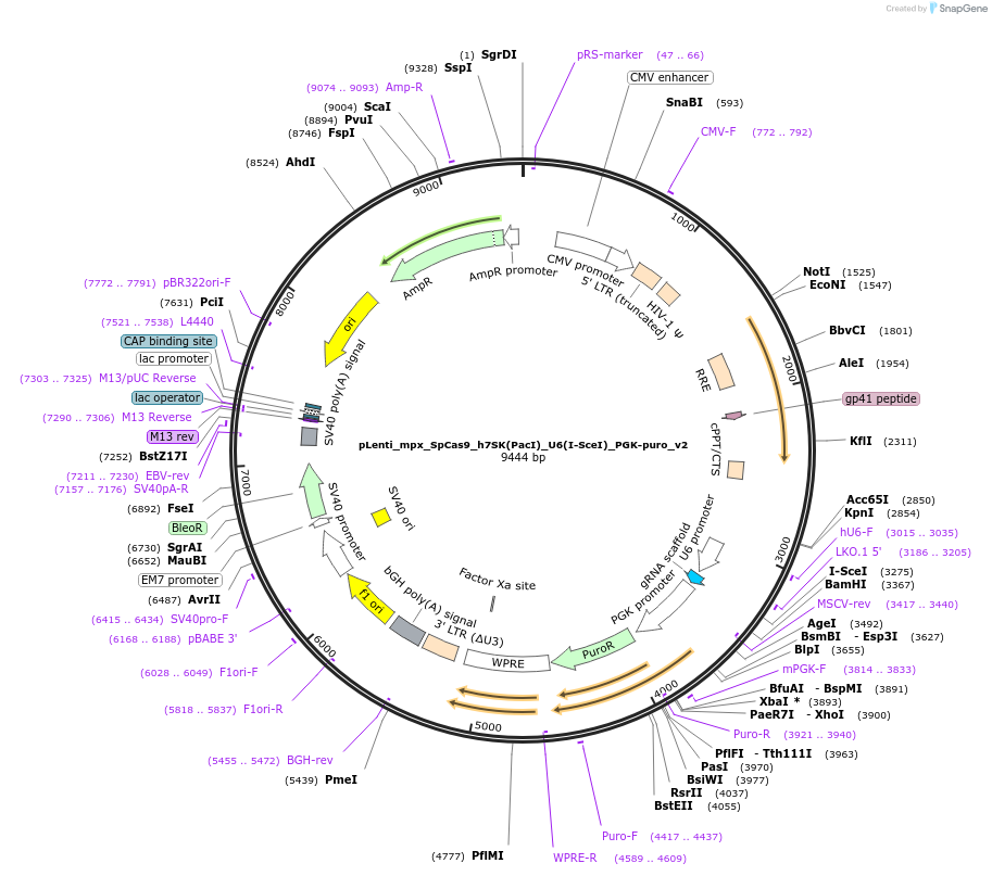 189632-plasmid-map-sequence-id-414899