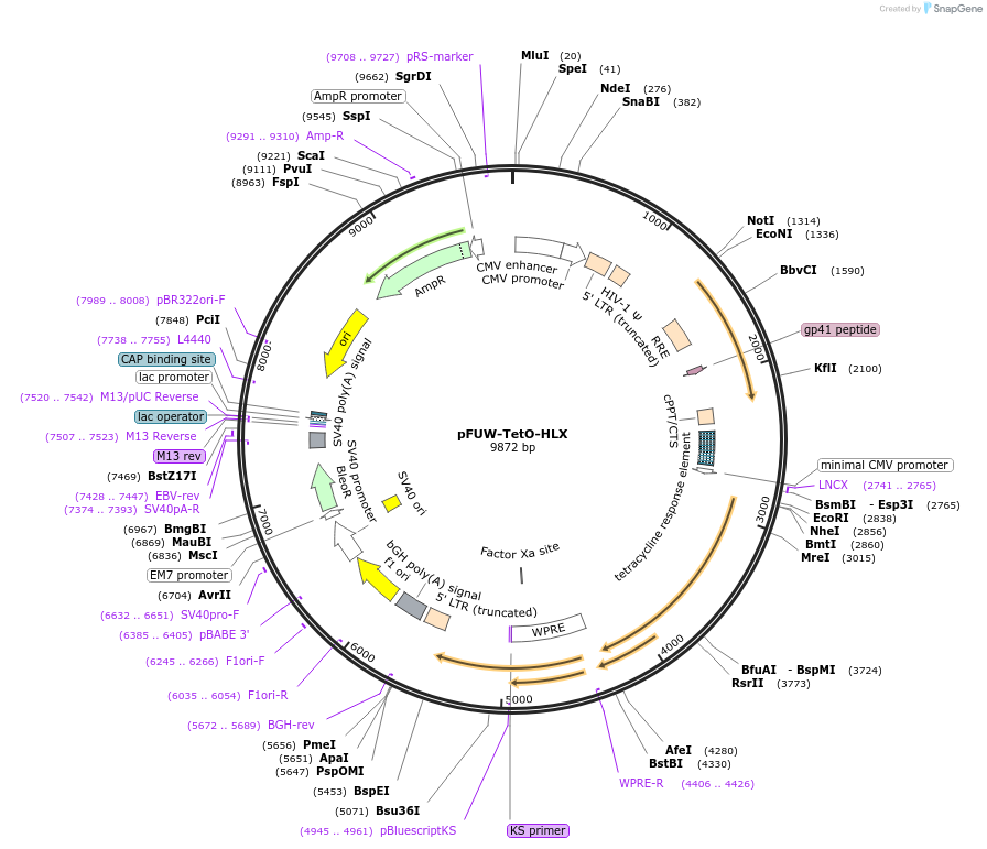 207189-plasmid-map-sequence-id-414900