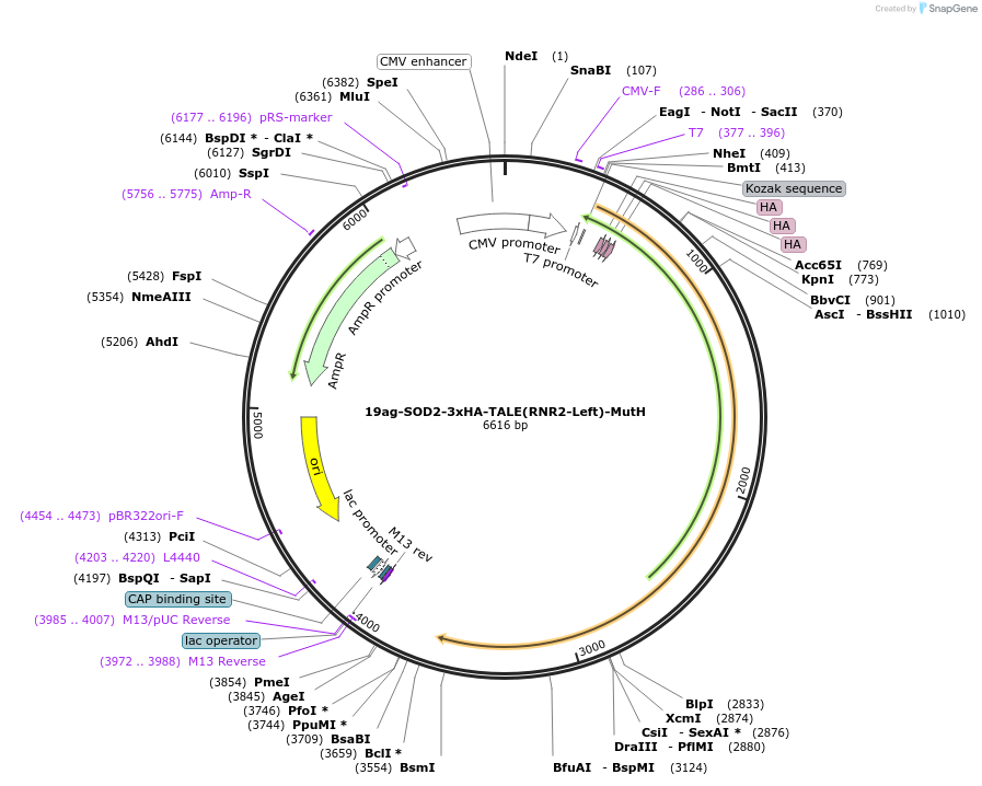 209294-plasmid-map-sequence-id-414914
