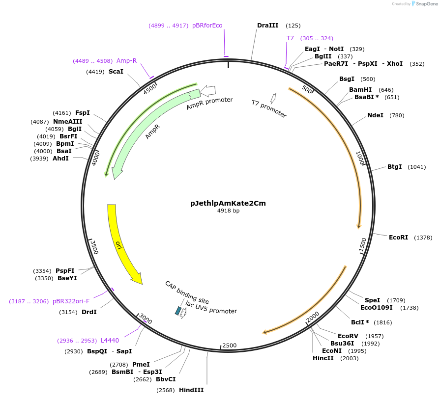 206810-plasmid-map-sequence-id-415030