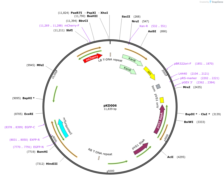207938-plasmid-map-sequence-id-415034