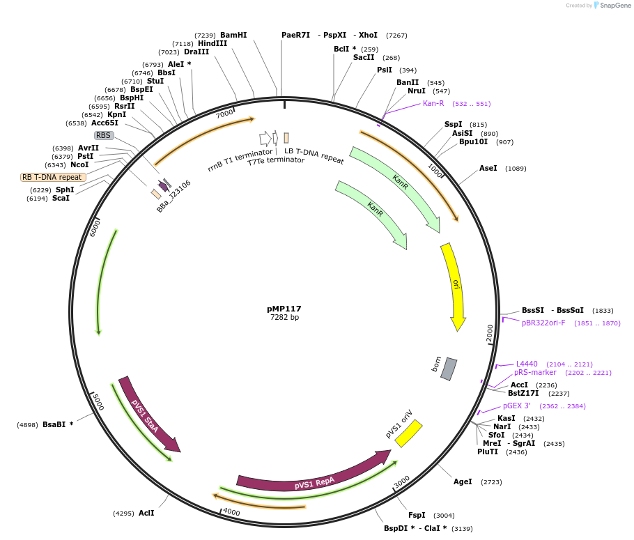 207920-plasmid-map-sequence-id-415037