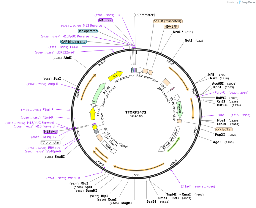 141825-plasmid-map-sequence-id-415041