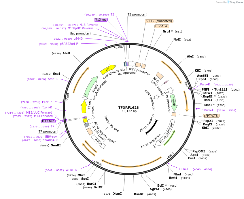 141853-plasmid-map-sequence-id-415043