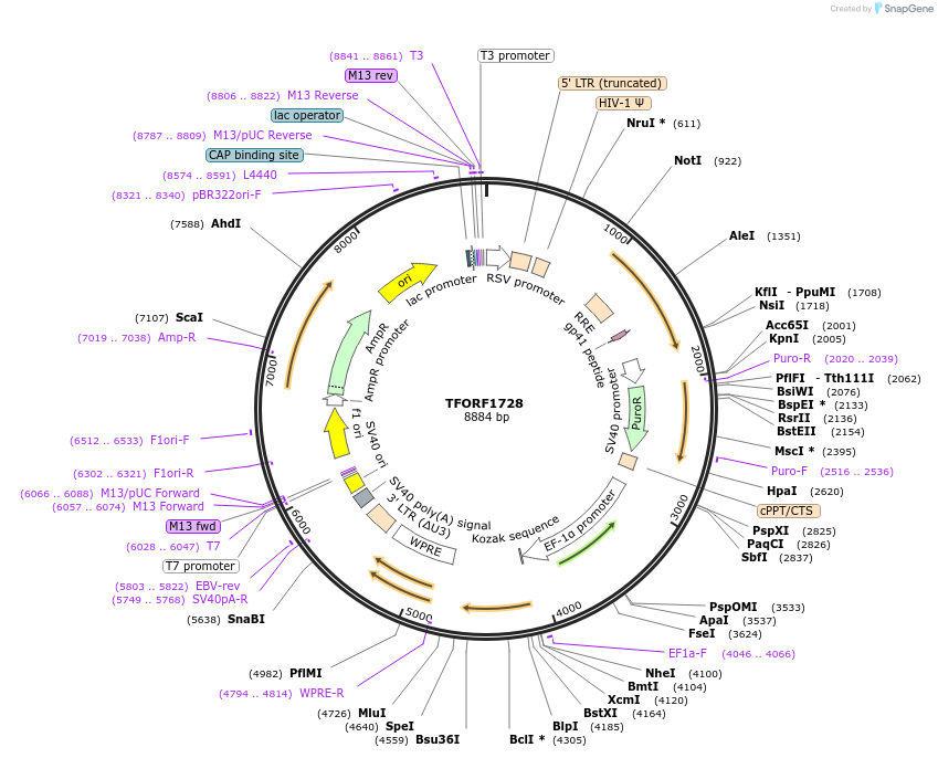 141870-plasmid-map-sequence-id-415051