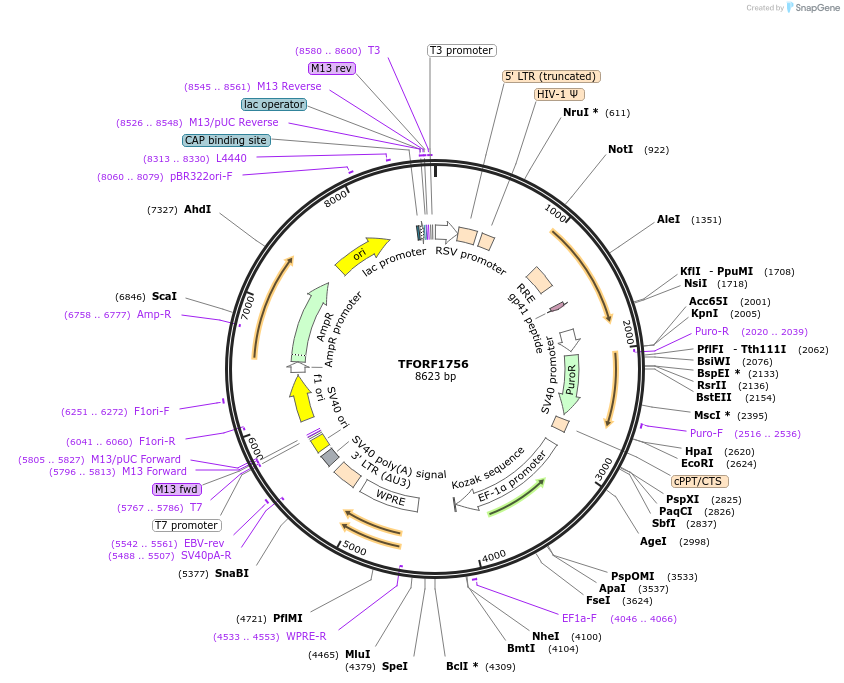 141872-plasmid-map-sequence-id-415053
