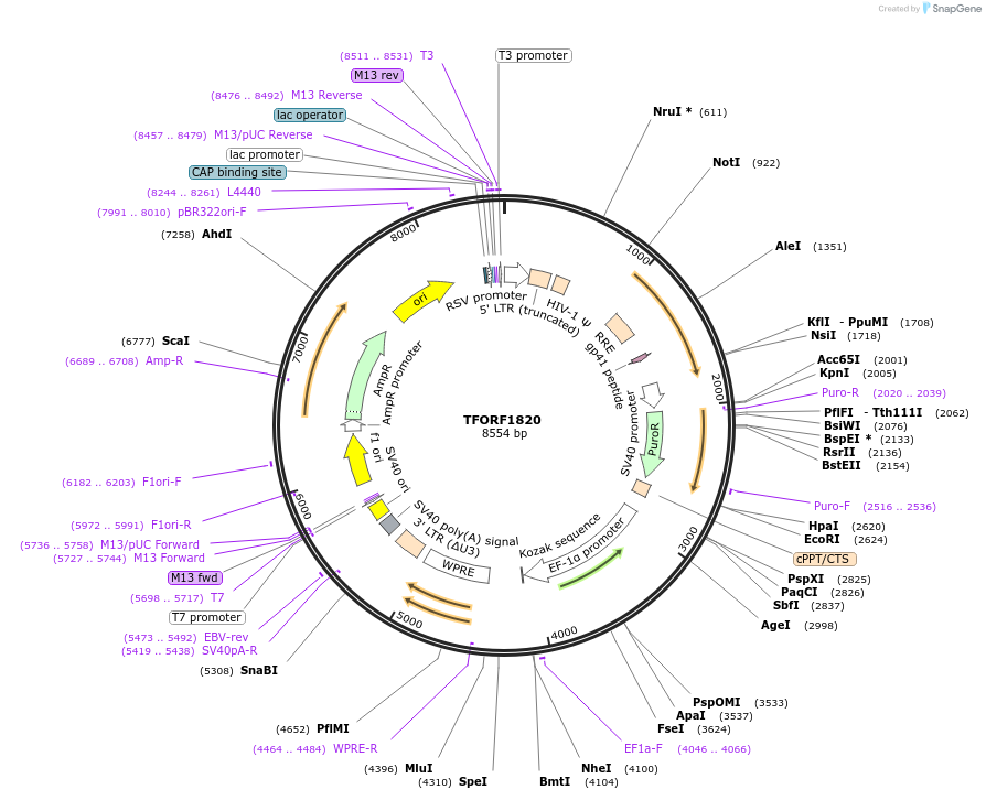 141874-plasmid-map-sequence-id-415054