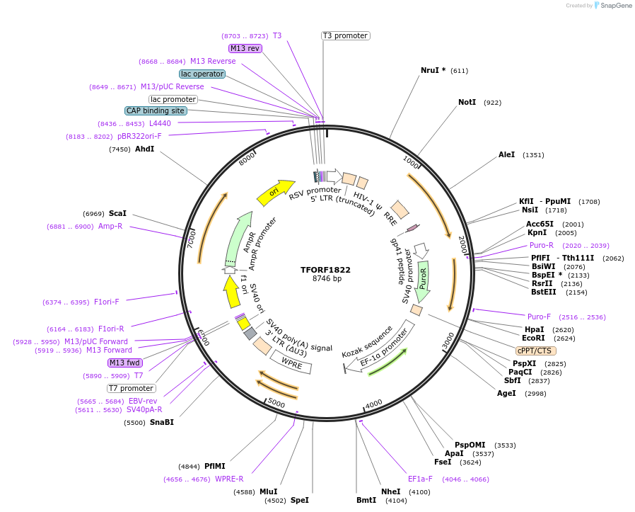 141875-plasmid-map-sequence-id-415055